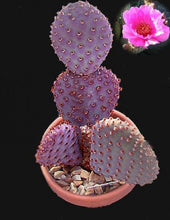 Load image into Gallery viewer, Baby Beaver Tails, Opuntia basilaris 'Caudata'