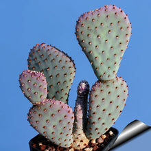 Load image into Gallery viewer, Baby Beaver Tails, Opuntia basilaris 'Caudata'