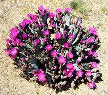 Load image into Gallery viewer, Beavertail cactus, Beavertail prickly pear, Opuntia basilaris