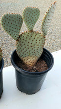 Load image into Gallery viewer, Beavertail cactus, Beavertail prickly pear, Opuntia basilaris