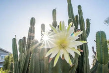 Load image into Gallery viewer, Peruvian Apple Cactus, Cereus Repandus, Cactus, Succulent, Live plant