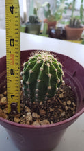 Load image into Gallery viewer, Easter Lilly Cactus, Echinopsis oxygona, cactus flower, cactus, succulent, live plant