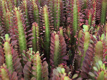 Load image into Gallery viewer, African Milk Tree – Euphorbia trigona Rubra or Green Live Succulent, Tall Cactus-Like Plant, Easy Indoor or Patio Grower