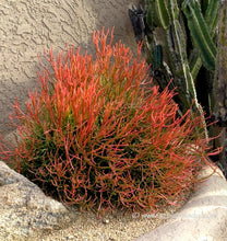 Load image into Gallery viewer, Firestick plant, pencil cactus, Euphorbia tirucalli, Firestick cactus, cactus, succulent