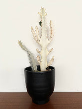 Load image into Gallery viewer, Euphorbia White Ghost – Euphorbia Lactea Live Succulent Cactus, Dragon Bones Tree, Grey Ghost, Candelabra Spurge Plant