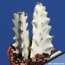 Load image into Gallery viewer, Euphorbia White Ghost – Euphorbia Lactea Live Succulent Cactus, Dragon Bones Tree, Grey Ghost, Candelabra Spurge Plant