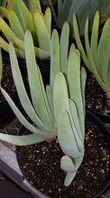Load image into Gallery viewer, Fan-Aloe, Kumara plicatilis, Aloe plicatilis, Succulent, Aloe, Cactus, live plant