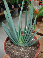 Load image into Gallery viewer, Fan-Aloe, Kumara plicatilis, Aloe plicatilis, Succulent, Aloe, Cactus, live plant