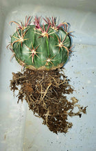 Load image into Gallery viewer, Devils Tongue Barrel Cactus, Ferocactus latispinus, fish hook cactus, barrel cactus, cactus, succulent, live plant