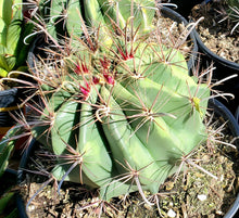 Load image into Gallery viewer, Devils Tongue Barrel Cactus, Ferocactus latispinus, fish hook cactus,  barrel cactus, cactus, succulent, live plant
