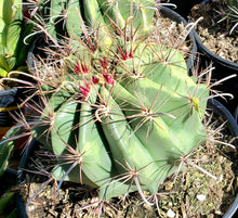 Load image into Gallery viewer, Devils Tongue Barrel Cactus, Ferocactus latispinus, fish hook cactus, barrel cactus, cactus, succulent, live plant