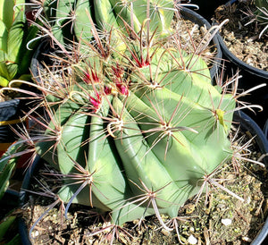 Devils Tongue Barrel Cactus, Ferocactus latispinus, fish hook cactus,  barrel cactus, cactus, succulent, live plant