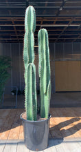 Load image into Gallery viewer, Peruvian Apple Cactus, Cereus Repandus, Cactus, Succulent, Live plant