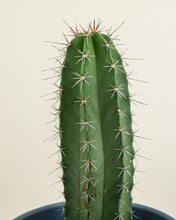 Load image into Gallery viewer, Peruvian Apple Cactus, Cereus Repandus, Cactus, Succulent, Live plant