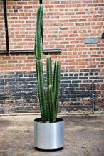Load image into Gallery viewer, Peruvian Apple Cactus, Cereus Repandus, Cactus, Succulent, Live plant