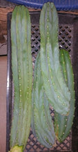 Load image into Gallery viewer, San Pedro, Echinopsis pachanois,Trichocereus Pachanoi, Cactus, Succulent, Live Plant