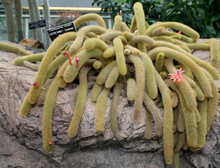 Load image into Gallery viewer, Golden Rat Tail Cactus, Hildewintera aureispina, Cleistocactus winteri, Succulent, Cactus, Live Plant
