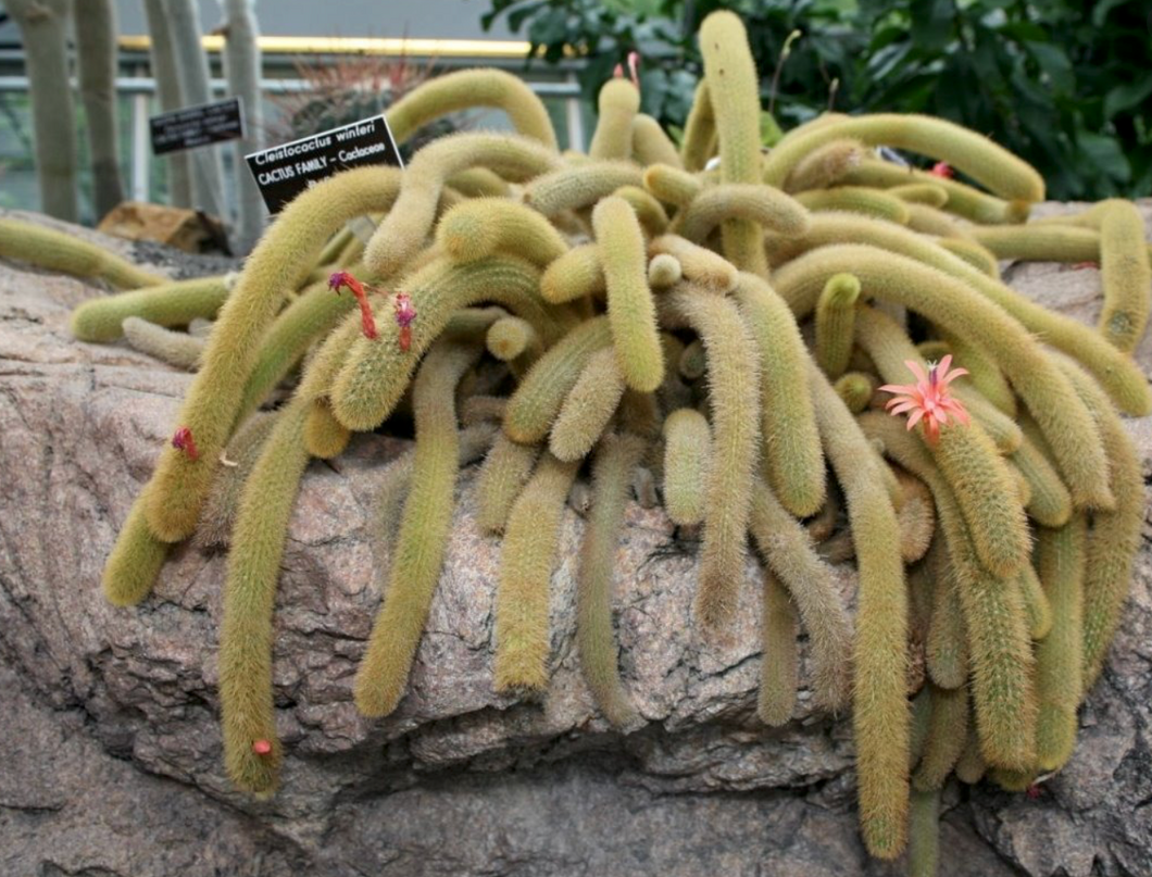 Golden Rat Tail Cactus, Hildewintera aureispina, Cleistocactus winteri, Succulent, Cactus, Live Plant