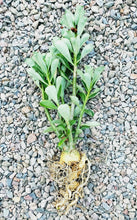 Load image into Gallery viewer, Desert Rose, Adenium obesum