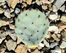 Load image into Gallery viewer, Baby Rita Cactus – Santa Rita Purple Prickly Pear Opuntia Hybrid, Rare Dwarf Cactus, Colorful Cold Hardy Live Plant