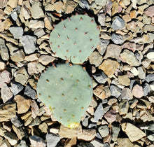 Load image into Gallery viewer, Baby Rita Cactus – Santa Rita Purple Prickly Pear Opuntia Hybrid, Rare Dwarf Cactus, Colorful Cold Hardy Live Plant
