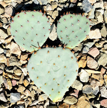 Load image into Gallery viewer, Baby Rita Cactus – Santa Rita Purple Prickly Pear Opuntia Hybrid, Rare Dwarf Cactus, Colorful Cold Hardy Live Plant