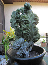Load image into Gallery viewer, Crested Blue Candle, myrtillocactus geometrizans cristata, Crested Blue Flame, Crested Blue Myrtle, Live plant, cactus, succulent