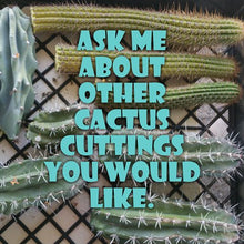 Load image into Gallery viewer, Cereus repandus / Cereus peruvianus