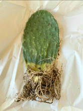 Load image into Gallery viewer, Nopal, Opuntia, prickly pear, cactus