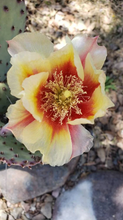 Load image into Gallery viewer, Baby Rita Cactus – Santa Rita Purple Prickly Pear Opuntia Hybrid, Rare Dwarf Cactus, Colorful Cold Hardy Live Plant