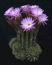 Load image into Gallery viewer, Easter Lilly Cactus, Echinopsis oxygona, cactus flower, cactus, succulent, live plant