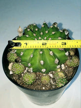 Load image into Gallery viewer, Easter Lilly Cactus, Echinopsis oxygona, cactus flower, cactus, succulent, live plant
