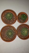 Load image into Gallery viewer, Easter Lilly Cactus, Echinopsis oxygona, cactus flower, cactus, succulent, live plant