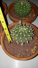 Load image into Gallery viewer, Easter Lilly Cactus, Echinopsis oxygona, cactus flower, cactus, succulent, live plant