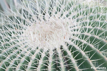 Load image into Gallery viewer, Silver Barrel Cactus, Echinocactus grusonii, Live Plant, cactus, succulent