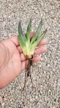 Load image into Gallery viewer, King Ferdinand Agave, King Of The Agave, Nickelsiae