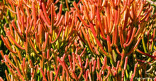 Load image into Gallery viewer, Firestick plant, pencil cactus, Euphorbia tirucalli, Firestick cactus, cactus, succulent