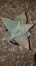 Load image into Gallery viewer, Ghost Aloe, Aloe Striata
