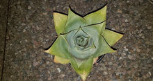 Load image into Gallery viewer, Ghost Aloe, Aloe Striata
