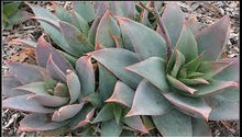 Load image into Gallery viewer, Ghost Aloe, Aloe Striata