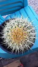 Load image into Gallery viewer, Golden Barrel Cactus – Echinocactus grusonii Live Succulent, Round Desert Cactus, Drought-Tolerant, Rare Landscape Plant