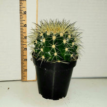 Load image into Gallery viewer, Golden Barrel Cactus – Echinocactus grusonii Live Succulent, Round Desert Cactus, Drought-Tolerant, Rare Landscape Plant