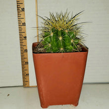 Load image into Gallery viewer, Golden Barrel Cactus, Echinocactus Grusonii, cactus, succulent, live plant
