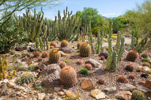 Load image into Gallery viewer, Sonoran Soil, Organic Cactus Soil, cactus, succulent