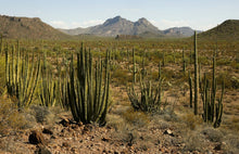 Load image into Gallery viewer, Sonoran Soil, Organic Cactus Soil, cactus, succulent