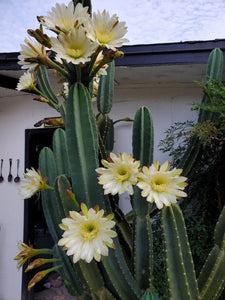 Peruvian Apple Cactus, Cereus Repandus, Cactus, Succulent, Live plant