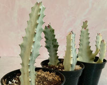Load image into Gallery viewer, Euphorbia White Ghost – Euphorbia Lactea Live Succulent Cactus, Dragon Bones Tree, Grey Ghost, Candelabra Spurge Plant