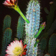 Load image into Gallery viewer, Cereus repandus / Cereus peruvianus