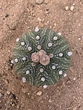Load image into Gallery viewer, Astrophytum asterias cactus