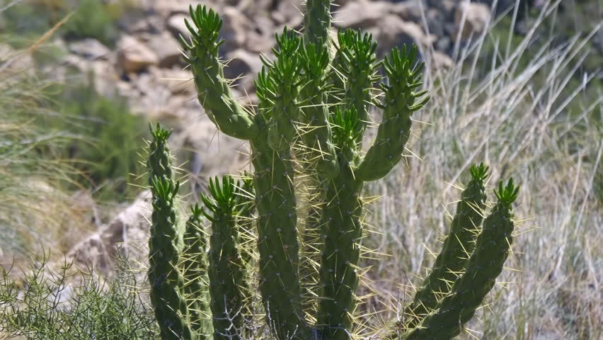 eve's pin succulent Eve's Needle Cactus